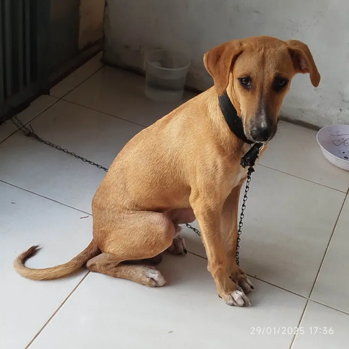 Cachorro ra a SRD-ViraLata idade 7 a 11 meses nome Grandão 