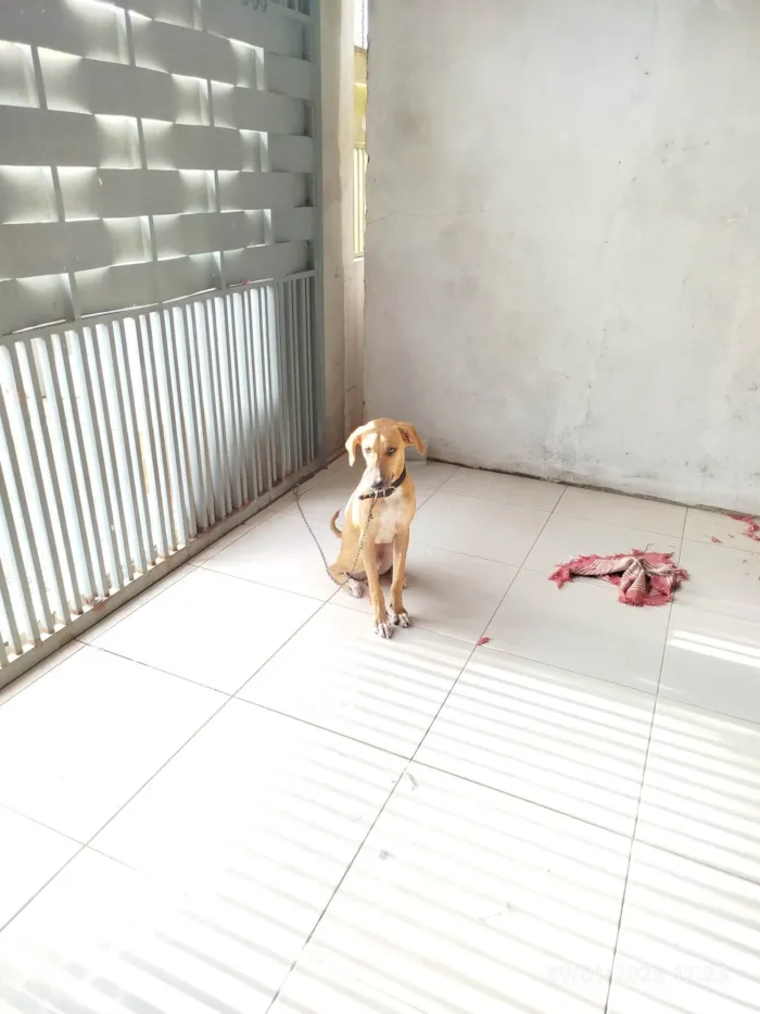 Cachorro ra a SRD-ViraLata idade 7 a 11 meses nome Grandão 
