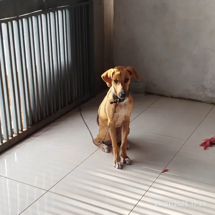 Cachorro ra a SRD-ViraLata idade 7 a 11 meses nome Grandão 