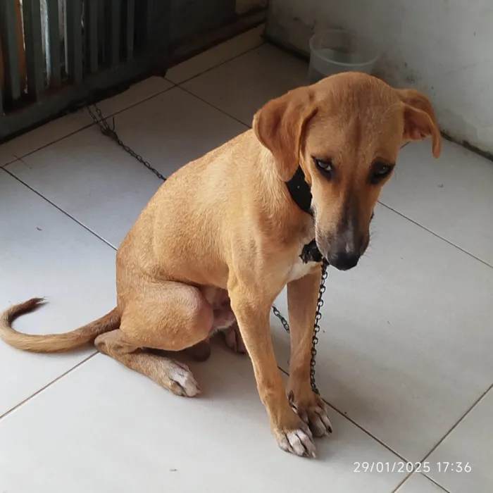 Cachorro ra a SRD-ViraLata idade 7 a 11 meses nome Grandão 