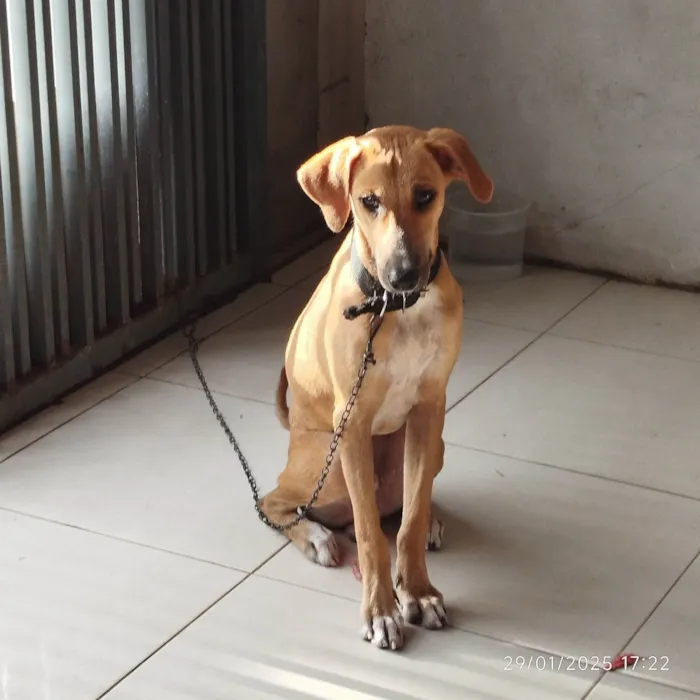 Cachorro ra a SRD-ViraLata idade 7 a 11 meses nome Grandão 