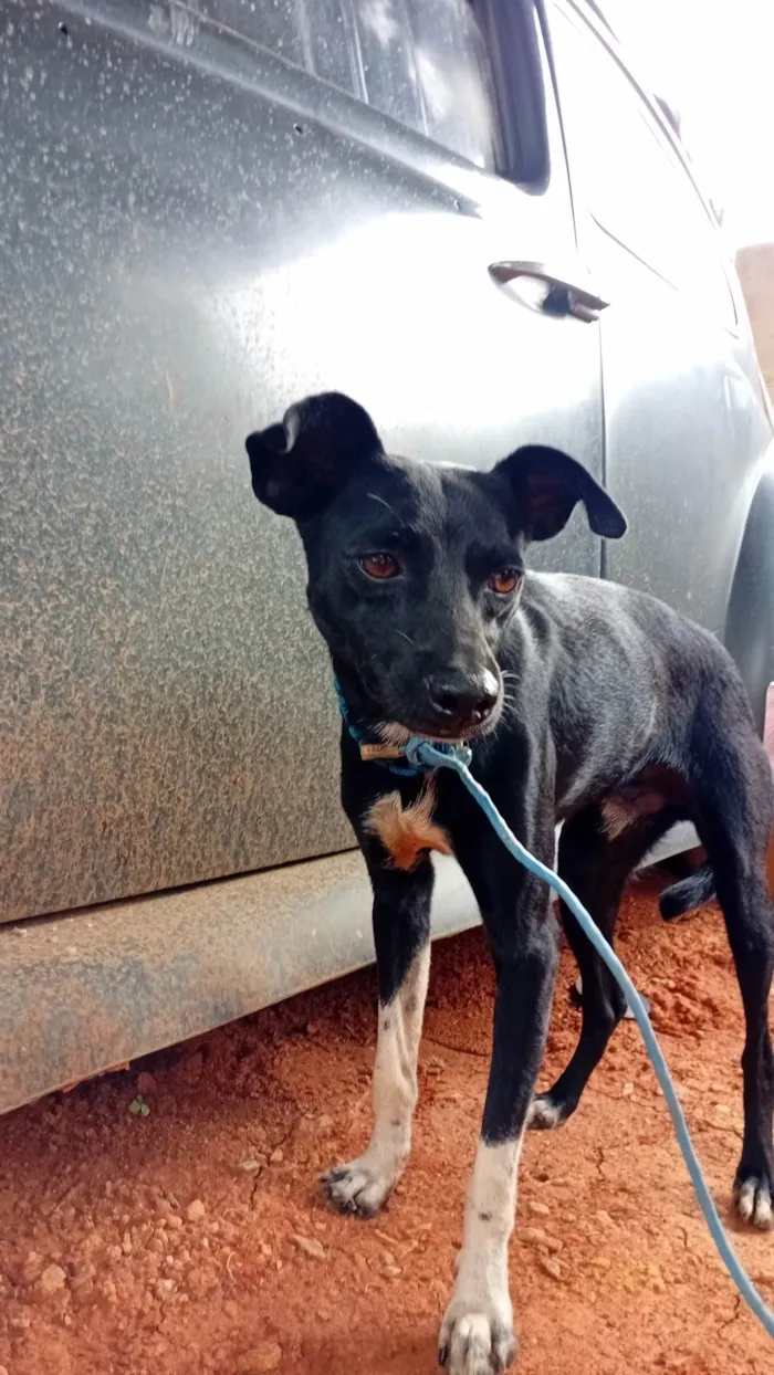 Cachorro ra a SRD-ViraLata idade 7 a 11 meses nome Sem nome, não sei