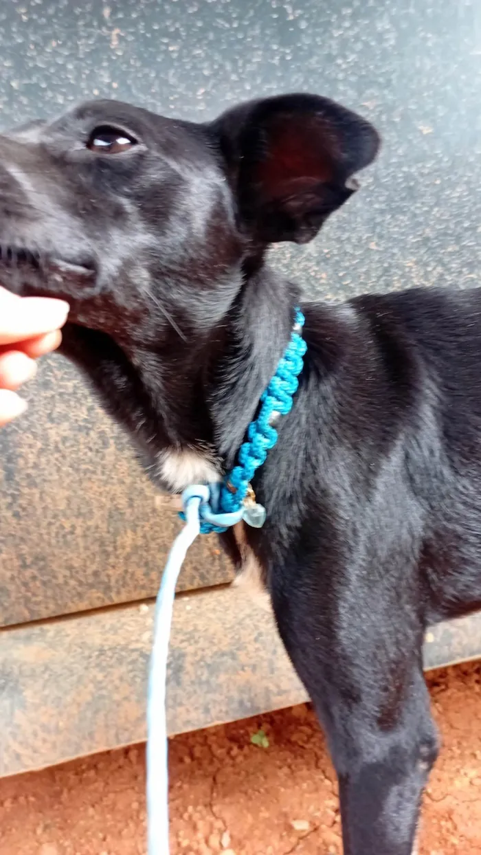 Cachorro ra a SRD-ViraLata idade 7 a 11 meses nome Sem nome, não sei