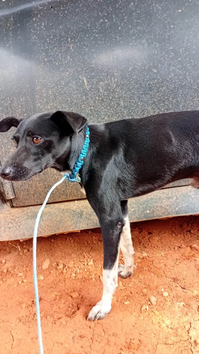 Cachorro ra a SRD-ViraLata idade 7 a 11 meses nome Sem nome, não sei