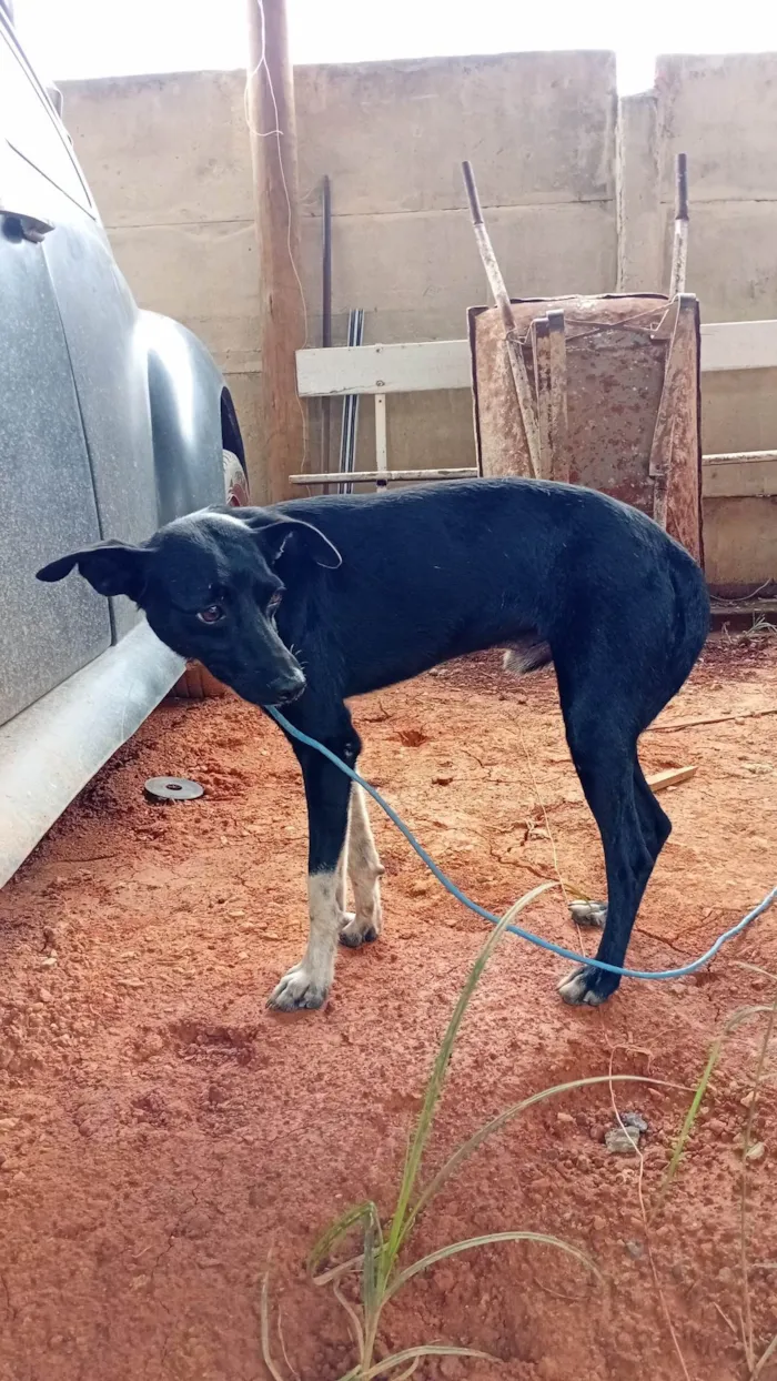 Cachorro ra a SRD-ViraLata idade 7 a 11 meses nome Sem nome, não sei
