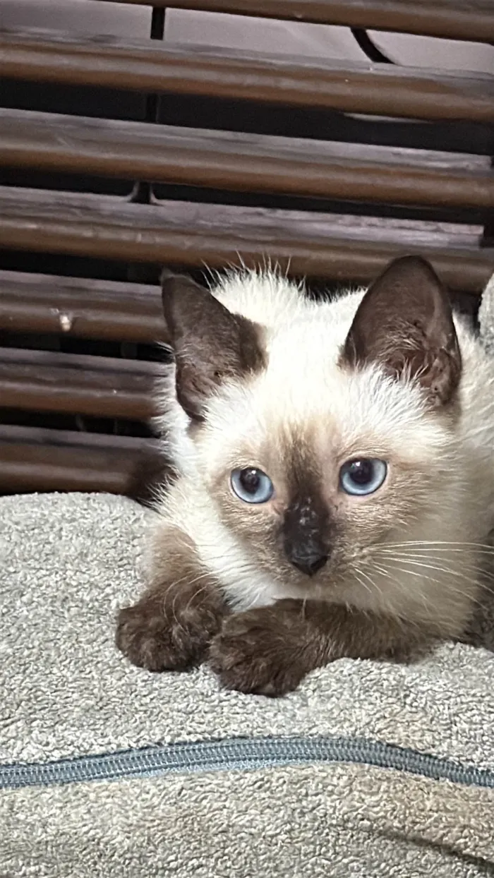 Gato ra a Siamês idade Abaixo de 2 meses nome Diana