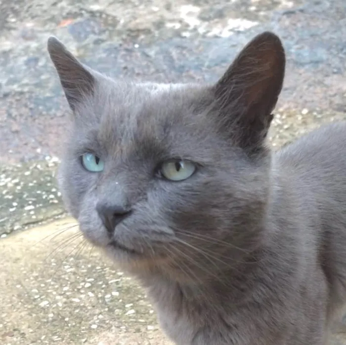 Gato ra a SRD-ViraLata idade 7 a 11 meses nome Blue 