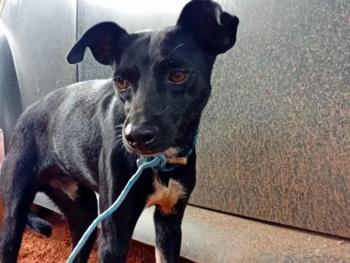 Cachorro ra a SRD-ViraLata idade 7 a 11 meses nome Sem nome, não sei