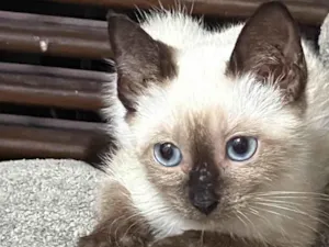 Gato raça Siamês idade Abaixo de 2 meses nome Diana