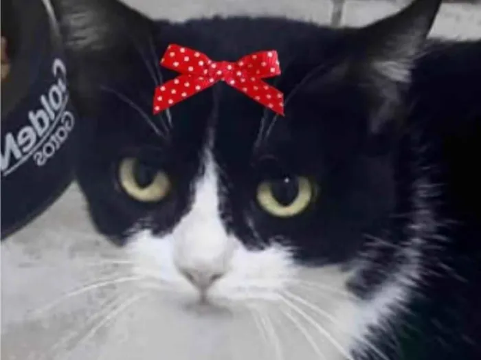 Gato ra a SRD-ViraLata idade 1 ano nome Minnie 