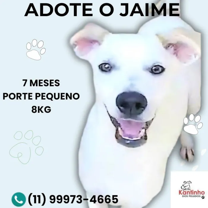 Cachorro ra a SRD-ViraLata idade 7 a 11 meses nome Jaime