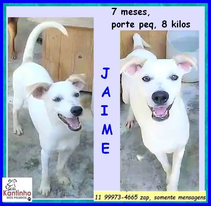 Cachorro ra a SRD-ViraLata idade 7 a 11 meses nome Jaime