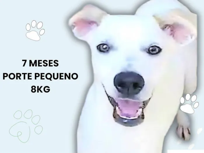 Cachorro ra a SRD-ViraLata idade 7 a 11 meses nome Jaime