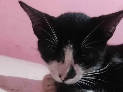 Gato raça SRD-ViraLata idade 2 a 6 meses nome Blue Cat 