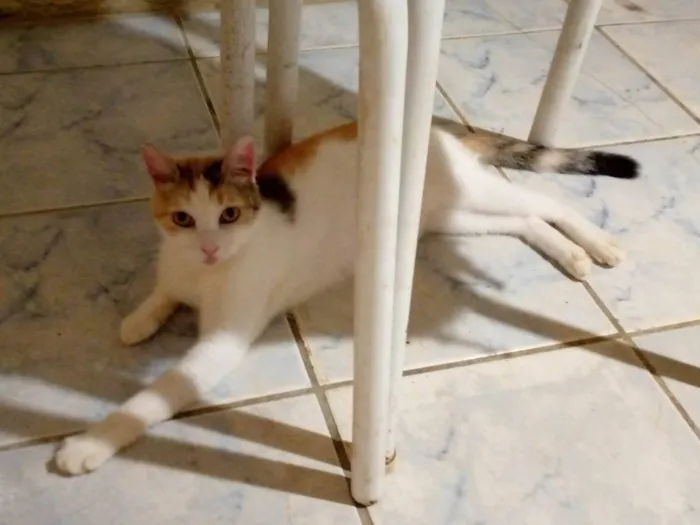 Gato ra a SRD-ViraLata idade 2 anos nome Lala