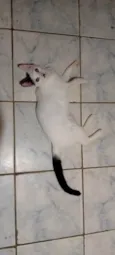 Safira