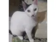 Safira