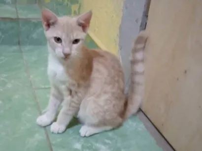 Gato raça SRD-ViraLata idade 2 a 6 meses nome Sem apelidos 