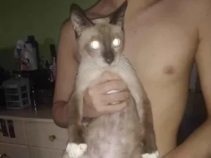 Gato raça Siamês idade 7 a 11 meses nome Nevasca