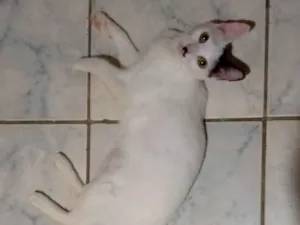 Gato raça SRD-ViraLata idade 1 ano nome Safira 