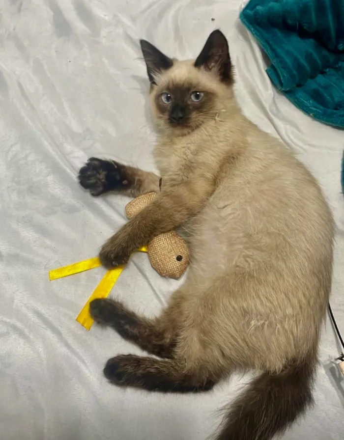 Gato ra a Siamês idade 2 a 6 meses nome Zafira