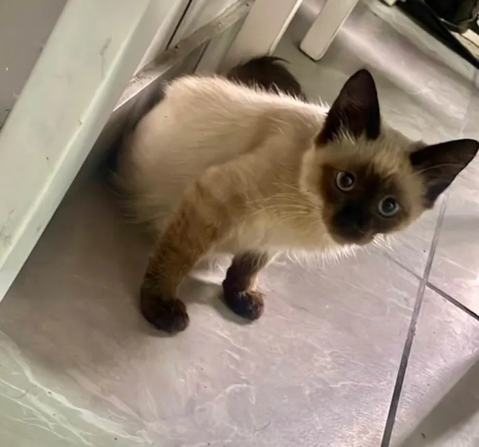 Gato ra a Siamês idade 2 a 6 meses nome Zafira