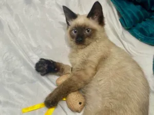 Gato raça Siamês idade 2 a 6 meses nome Zafira