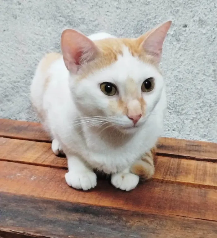 Gato ra a SRD-ViraLata idade 2 anos nome Francisco