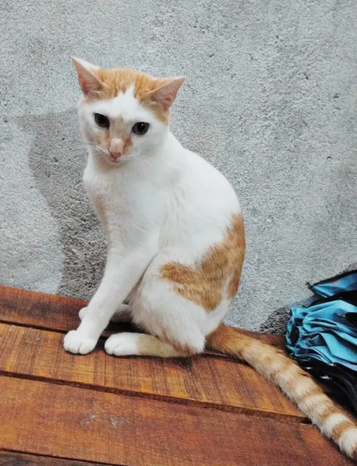 Gato ra a SRD-ViraLata idade 2 anos nome Francisco