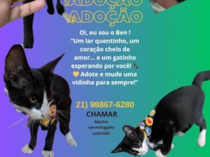 Gato raça SRD-ViraLata idade Abaixo de 2 meses nome Ben