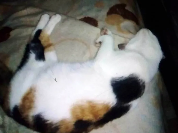 Gato ra a SRD-ViraLata idade 7 a 11 meses nome Magali