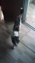 Magali