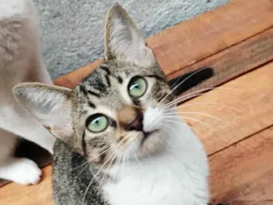 Gato raça SRD-ViraLata idade 2 a 6 meses nome Lila