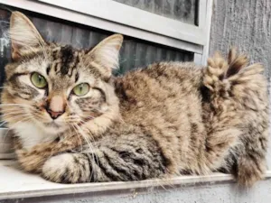 Gato raça SRD-ViraLata idade 2 anos nome Naby