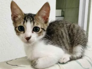 Gato raça SRD-ViraLata idade 2 a 6 meses nome Filhotes 2 meses