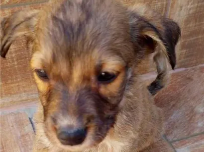 Cachorro raça SRD-ViraLata idade Abaixo de 2 meses nome Sérgio da cruz andrade