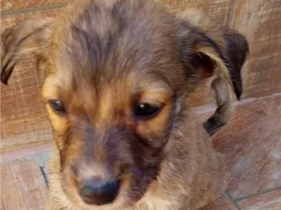 Cachorro raça SRD-ViraLata idade Abaixo de 2 meses nome Sérgio da cruz andrade