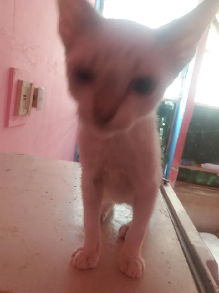 Gato ra a SRD-ViraLata idade 2 a 6 meses nome Frediee