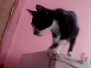 Gato raça SRD-ViraLata idade 2 a 6 meses nome Blue Cat 