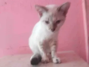 Gato raça Siamês idade 2 a 6 meses nome Charles William