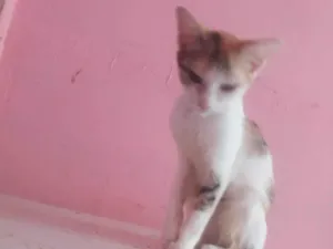 Gato raça SRD-ViraLata idade 2 a 6 meses nome Lady Day