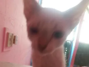 Gato raça SRD-ViraLata idade 2 a 6 meses nome Frediee