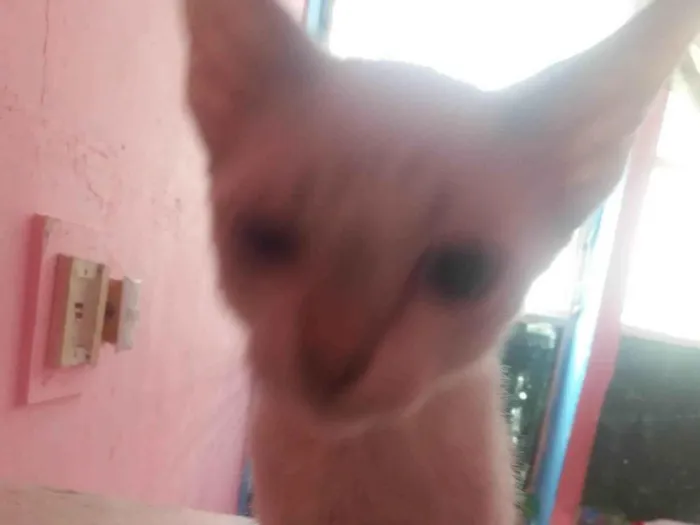 Gato ra a SRD-ViraLata idade 2 a 6 meses nome Frediee