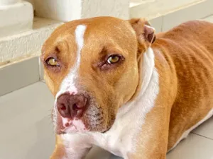Cachorro raça Pit-Bull idade 7 a 11 meses nome Lolla