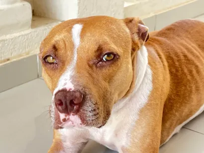 Cachorro raça Pit-Bull idade 7 a 11 meses nome Lolla