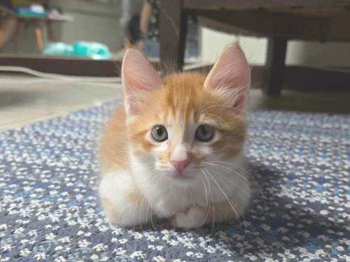 Gato ra a SRD-ViraLata idade Abaixo de 2 meses nome Cenoura 