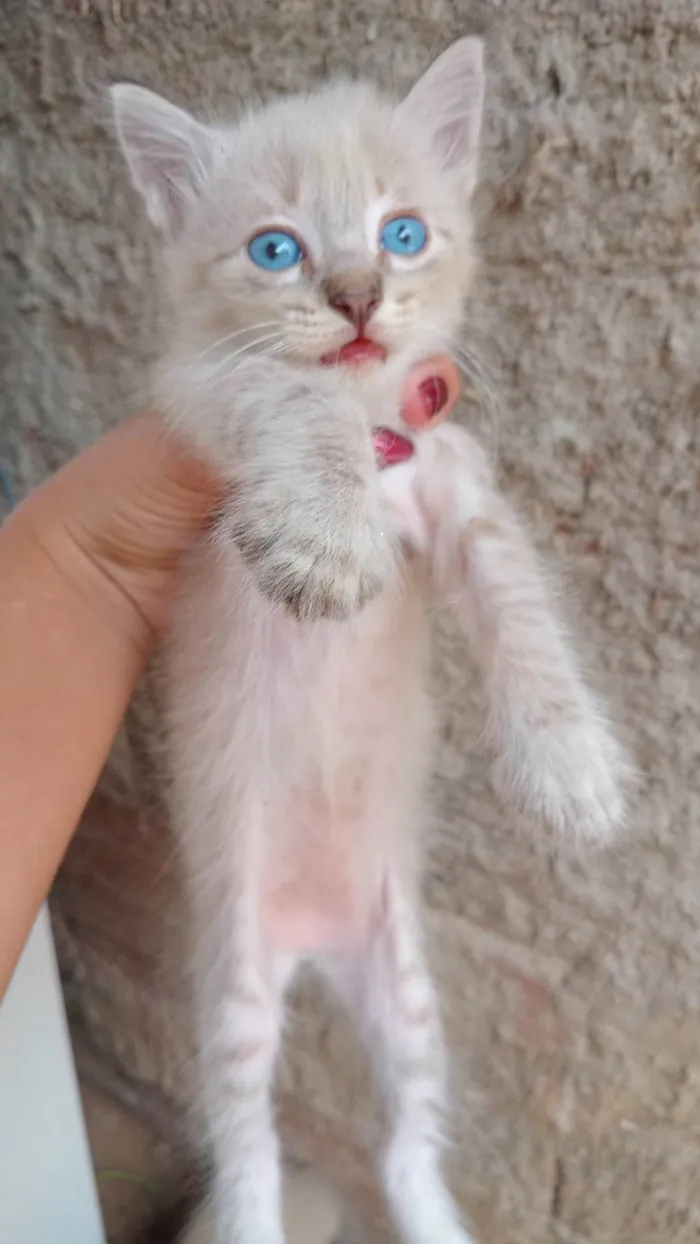 Gato ra a SRD-ViraLata idade Abaixo de 2 meses nome não tem nomes