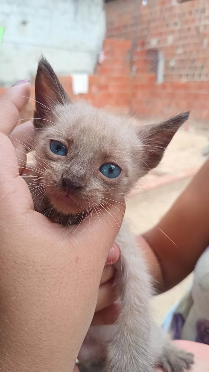 Gato ra a SRD-ViraLata idade Abaixo de 2 meses nome não tem nomes