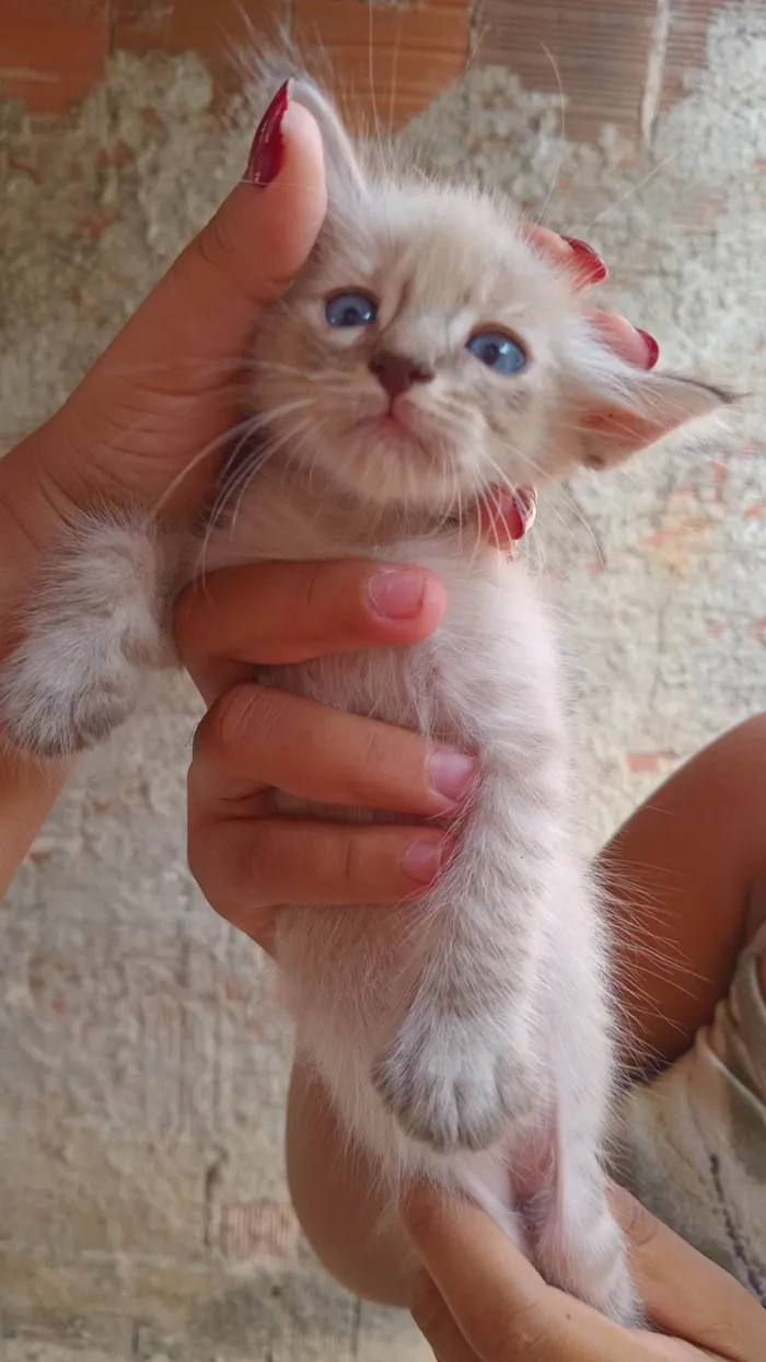 Gato ra a SRD-ViraLata idade Abaixo de 2 meses nome não tem nomes