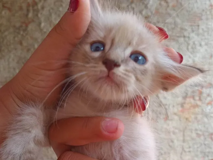 Gato ra a SRD-ViraLata idade Abaixo de 2 meses nome não tem nomes